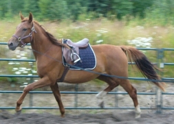 Latte July 21-07 (1) sized web