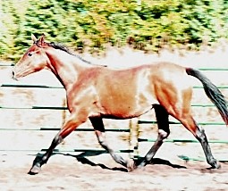 Limmie 143 Col.Impr.-sized web