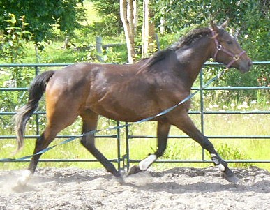 Volte July 8-07 (6) cr sz